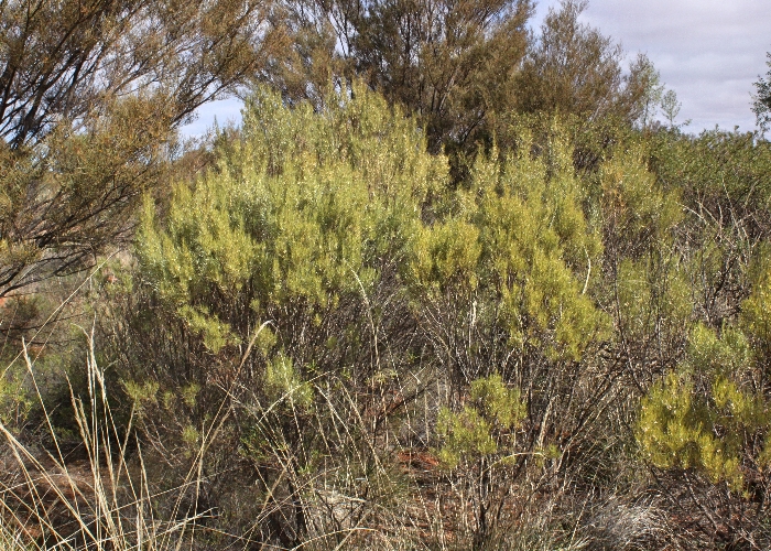 Australian Desert Plants Lamiaceae